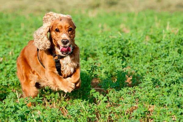 Um cão cocker spaniel correndo na grama verde — Fotografia de Stock
