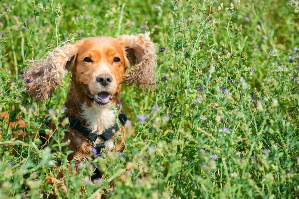 Un cane cocker spaniel salto sopra l'erba — Foto Stock