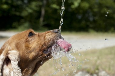 İngiliz cocker spaniel köpek