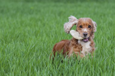 İngiliz cocker spaniel köpek yeşil otların arasında atlama