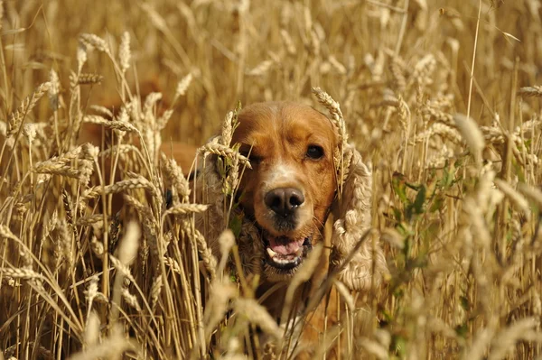 英国のコッカー spaniel 犬 — ストック写真