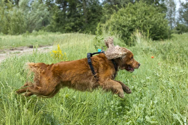 Англійська кокер спаніель, стрибки на зеленій траві — стокове фото