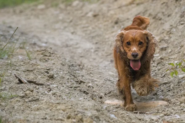 Cocker spaniel angielski pies przychodzi do Ciebie — Zdjęcie stockowe