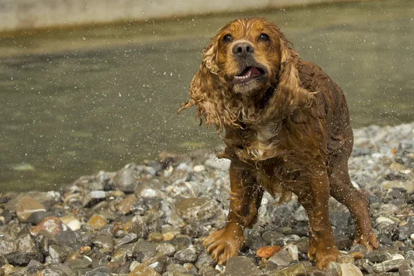 Inglês cocker spaniel cão olhando para você — Fotografia de Stock