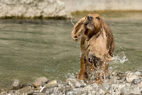 Inglês cocker spaniel cão enquanto apertando — Fotografia de Stock