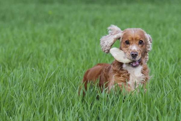 İngiliz cocker spaniel köpek yeşil otların arasında atlama — Stok fotoğraf