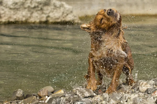 Englischer Cocker Spaniel Hund beim Quetschen — Stockfoto