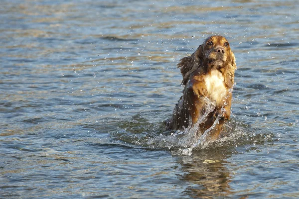 Engelsk cocker spaniel hund — Stockfoto