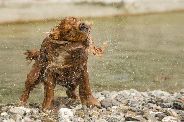 Engelsk cocker spaniel hund medan klämma — Stockfoto
