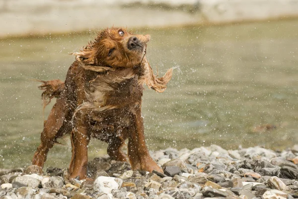 Inglés cocker spaniel perro mientras apretando — Foto de Stock