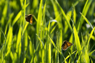 Yeşil çimenlerin üzerinde uçan iki kelebek