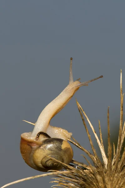 En snigel på blå bakgrund — Stockfoto