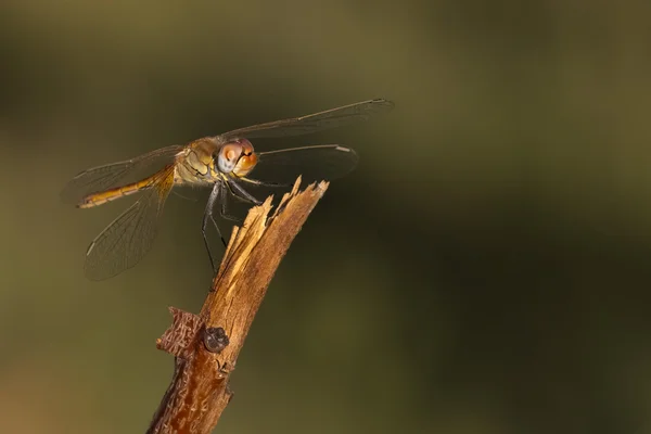 A red dragonfly on the green background — Stock Photo, Image