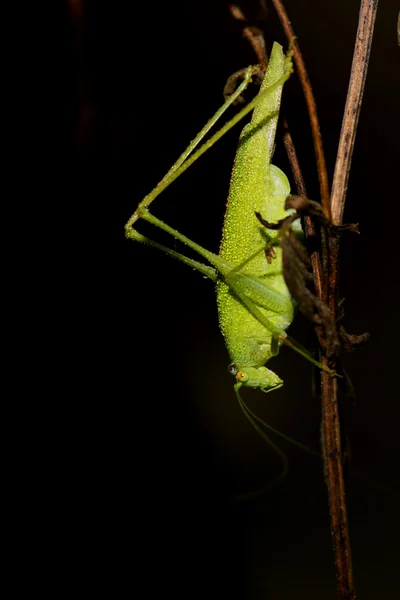 A green cricket portrait — Stock Photo, Image