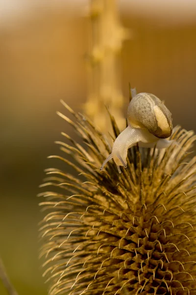 Un caracol sobre el fondo marrón — Foto de Stock