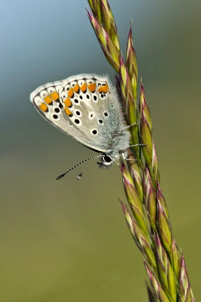 Oranžový bílý a černý motýl na hnědém pozadí — Stock fotografie