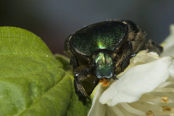 Um besouro verde fechar-se retrato — Fotografia de Stock