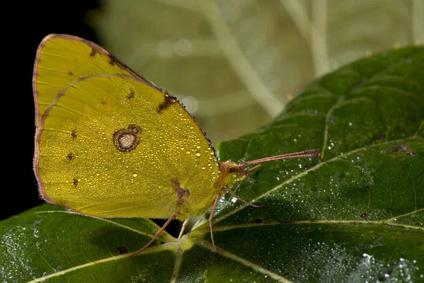 Ένα κίτρινο πεταλούδα σε ένα πράσινο φύλλο — Φωτογραφία Αρχείου