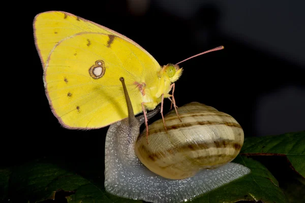 Bir salyangoz üzerinde sarı bir kelebek — Stok fotoğraf