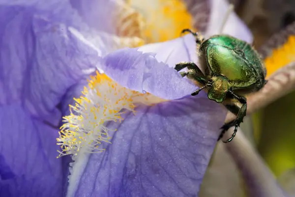 Yeşil böcek kapatmak dikey — Stok fotoğraf