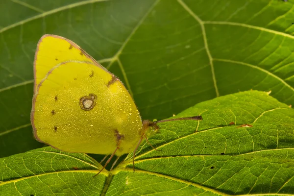 Un papillon jaune sur une feuille verte — Photo