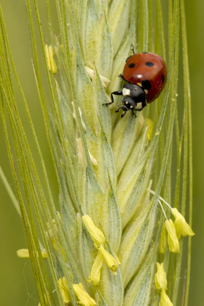 A red ladybug on a ear of wheat — Stock Photo, Image