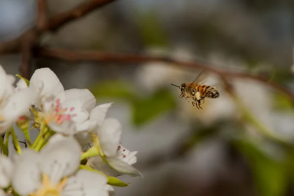 Пчела летит к грушевым цветам — стоковое фото