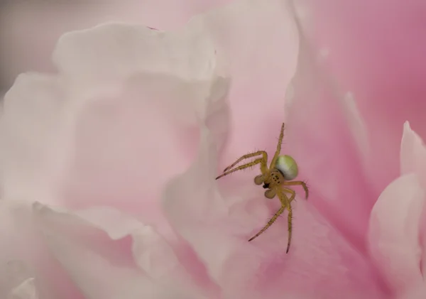 En gul spindel på rosa bakgrund — Stockfoto