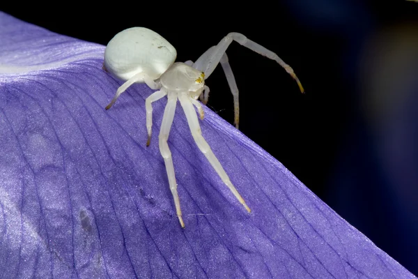En vit spindel på en iris blad — Stockfoto