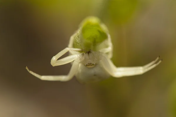Iris yaprak üzerinde beyaz örümcek — Stok fotoğraf