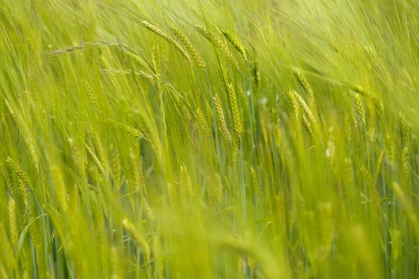 耳朵的小麦在风中 — 图库照片