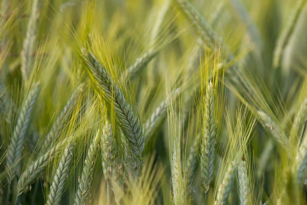 Kulak buğday Rüzgar — Stok fotoğraf