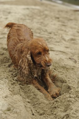 İngiliz cocker spaniel köpeği kumsalda oynarken