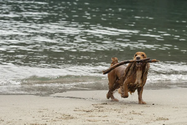 Englischer Cocker Spaniel Hund spielt am Strand — Stockfoto