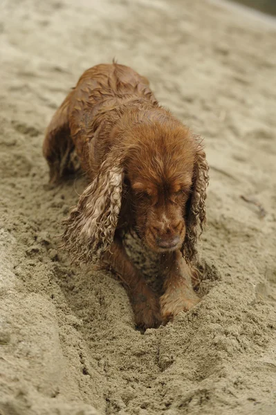 영국 투 계 사 spaniel 개 해변에서 — 스톡 사진