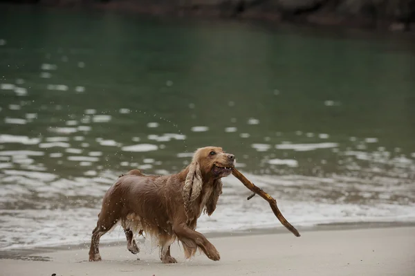 English cocker spaniel dog walking on the beach — Stock Photo, Image