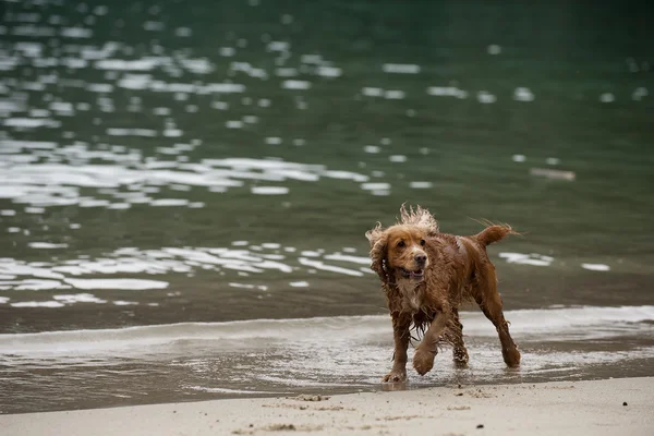 Cane inglese cocker spaniel che gioca sulla spiaggia — Foto Stock