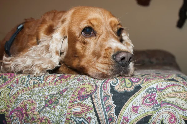 English cocker spaniel dog relaxing on the bed — Stock Photo, Image