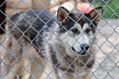 Alaskan malamute husky kızak köpeği portre
