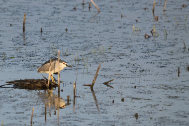 siyah gece balıkçılı günbatımında taç.