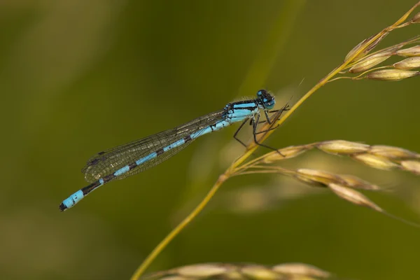 A blue dragonfly on green background — Stock Photo, Image