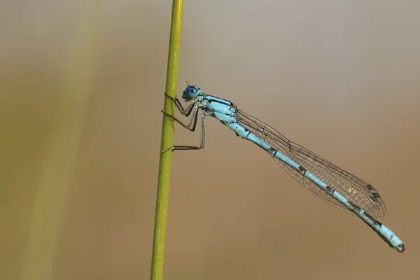 Una libélula azul sobre fondo marrón —  Fotos de Stock