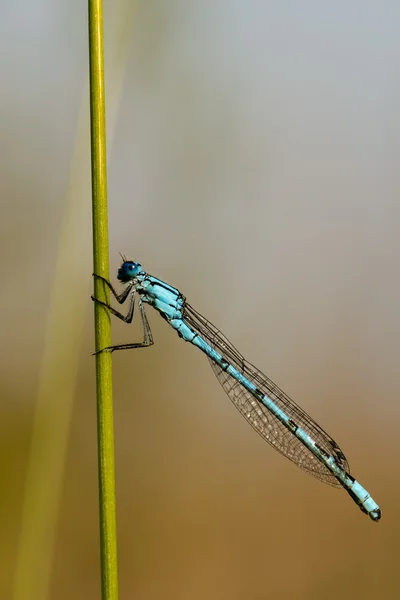 Uma libélula azul sobre fundo marrom — Fotografia de Stock