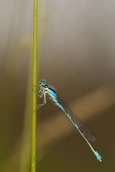 Una libélula azul sobre fondo marrón —  Fotos de Stock