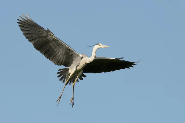 Un airone nero blu — Foto Stock