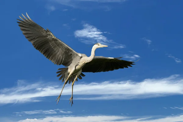 A blue black heron in the blue sky background — Stock Photo, Image