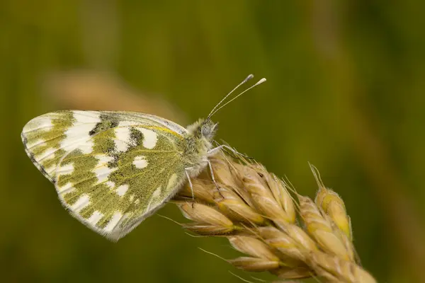 A zöld és fehér pillangó a búza — Stock Fotó