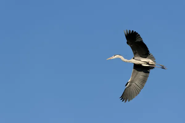 En blå svart heron i bakgrunden blå himmel — Stockfoto