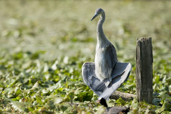 Uma garça preta azul com asas abertas — Fotografia de Stock