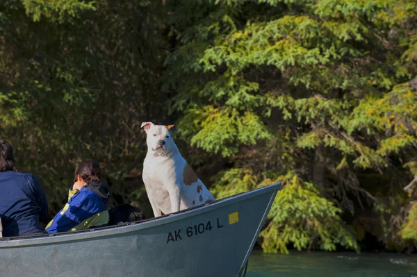 Um cão olhando para você de um barco no Alasca — Fotografia de Stock